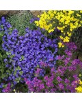 Ґрунтопокривна обрієта Cascade Blue